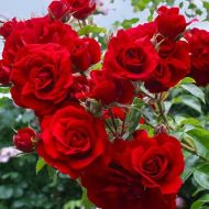 Троянда плетиста Сімпатія в контейнері